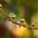 annutara-kambo-frogs
